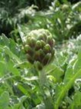 Artichoke Extract 